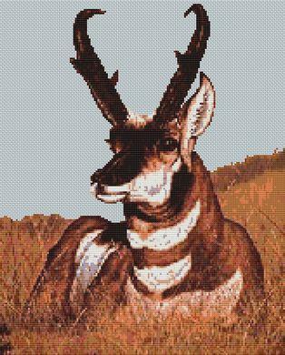 (image for) Antelope